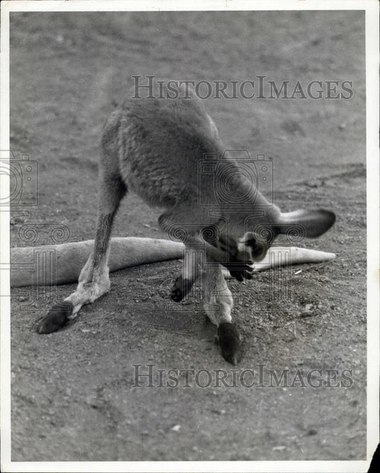 Press Photo Bashful baby Kangaroo - Historic Images