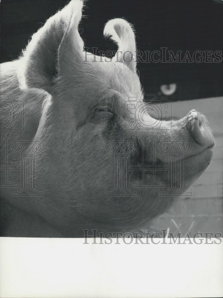 Press Photo Profile Of Very Handsome Porker - Historic Images