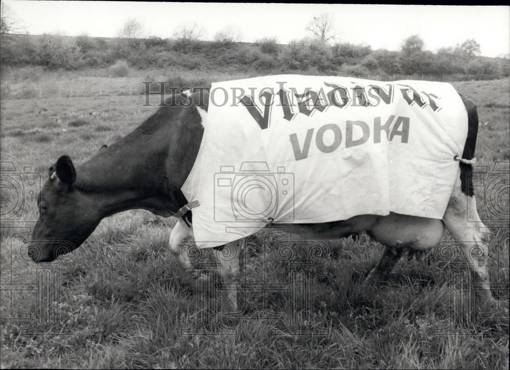 1975 Press Photo Cow Wearing Advertising Cover Vladivar Vodka Brighton Festival - Historic Images