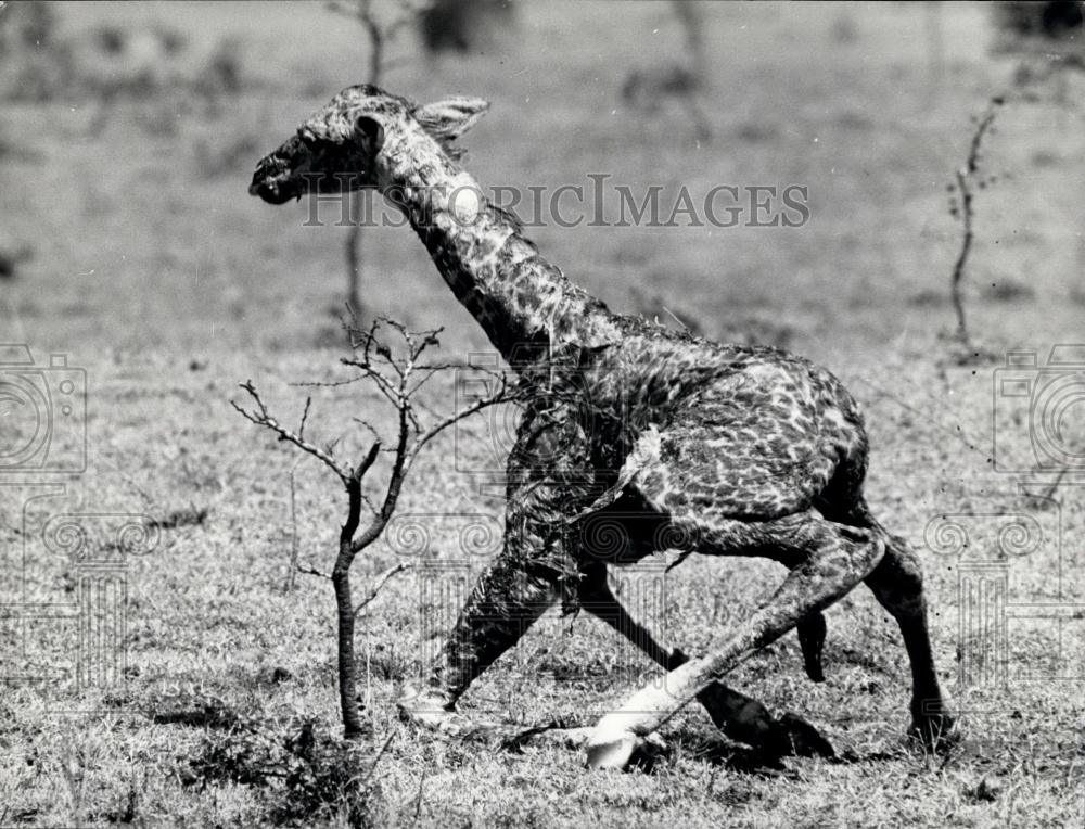 Press Photo Newborn Giraffe Tries To Stand For First Time After Birth - Historic Images