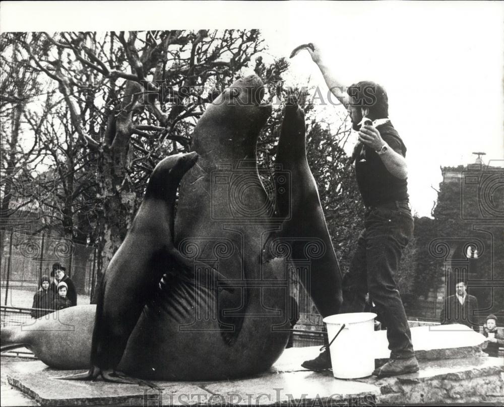 1970 Press Photo Sea Elephant Adn 2 Sea Lions Feed At Stuttgart Zoo ''Wilhelma'' - Historic Images