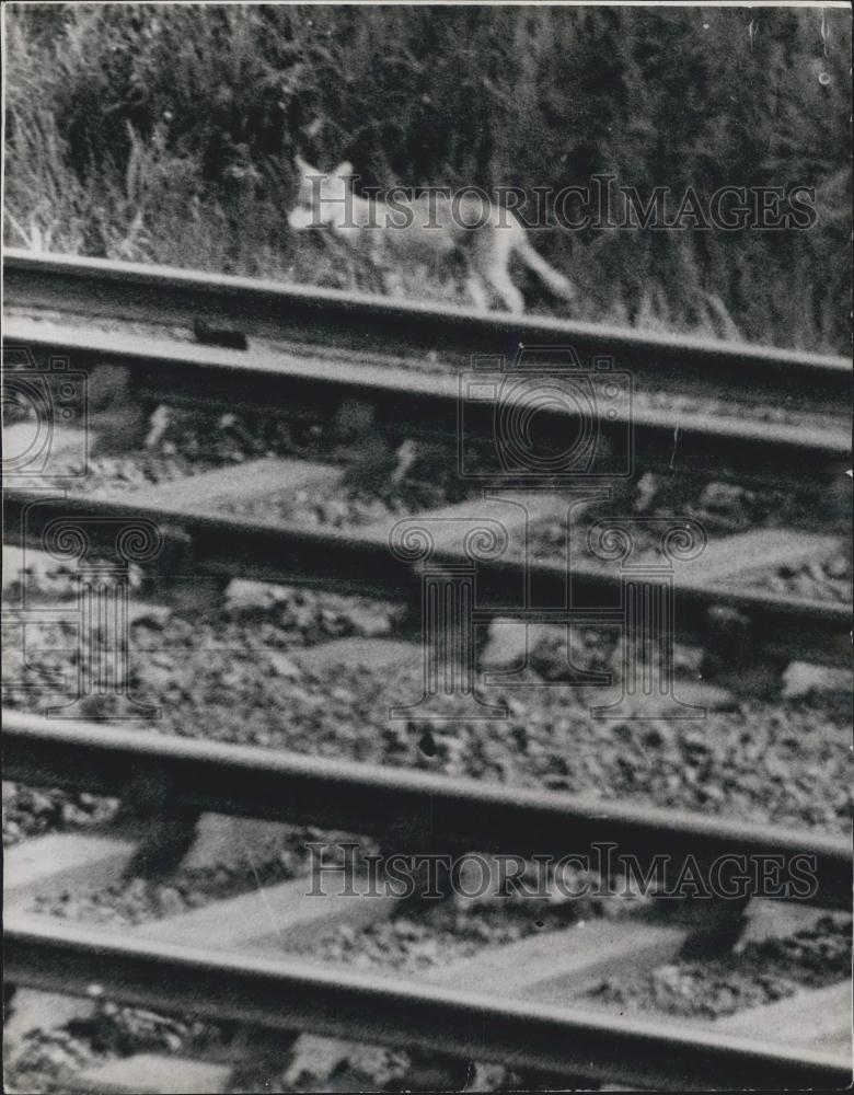 1959 Press Photo Vixen And Two Cubs Make Home By London Rail Line At Grove Pk - Historic Images