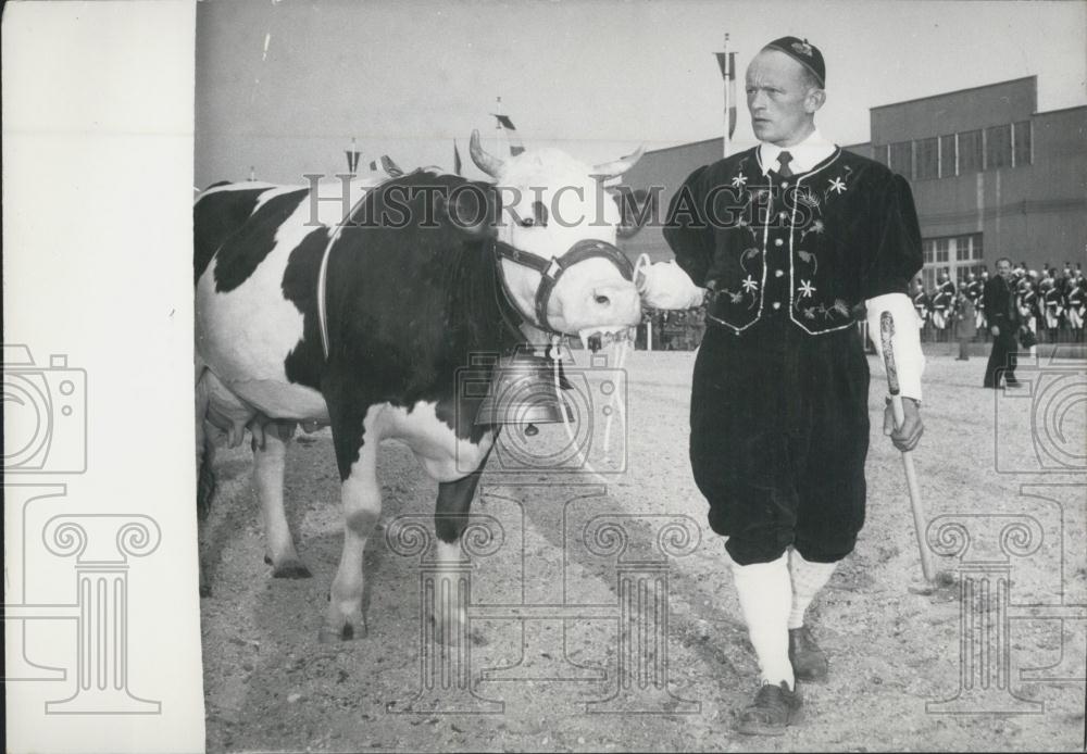 1953 Press Photo Beautiful Cow in the Agriculture Show&#39;s Contest in Paris - Historic Images