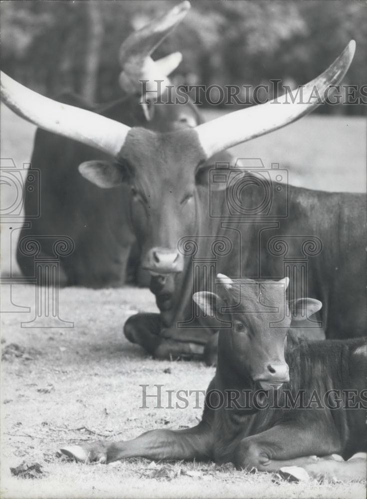 1980 Press Photo Ankole-Watusi Cattle - Historic Images