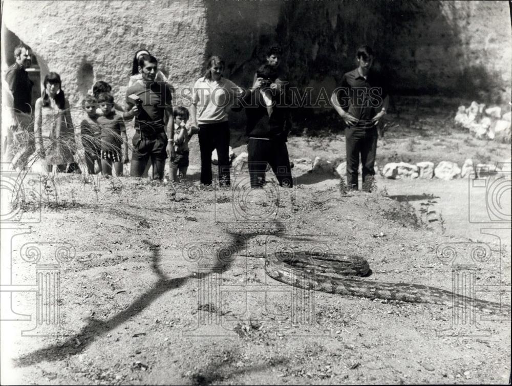 1971 Press Photo People Observing a Snake from Ditch in Maine-et-Loire in France - Historic Images