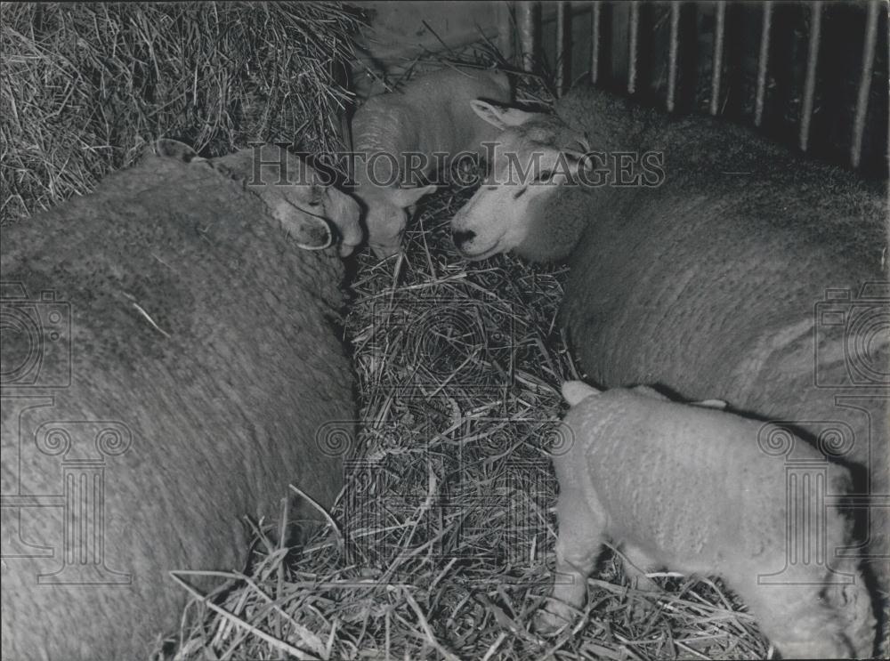 1968 Press Photo Family of Sheep at the Agriculture Exposition - Historic Images