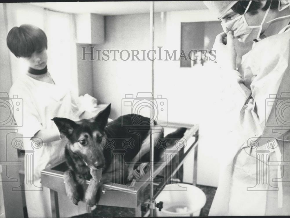 1979 Press Photo German Shepherd Sam After Surgery for a Gunshot Wound - Historic Images