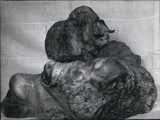 Press Photo "Art from Roots" - Wittenbecher. "Moschusochse" - Historic Images