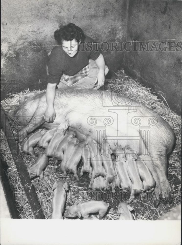 1966 Press Photo 19 Piglets Nursing from their Mother - Historic Images