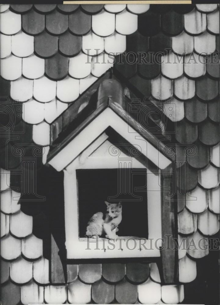 1968 Press Photo Kitten sits in a window - Historic Images