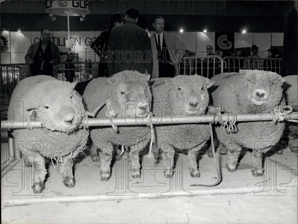 1972 Press Photo Sheep On Display at the International Agriculture Exposition - Historic Images