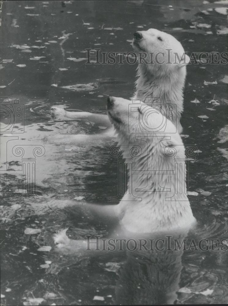 1967 Press Photo Two Captive Polar Bears - Historic Images