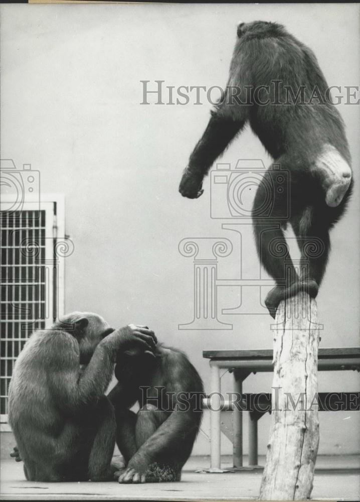 1969 Press Photo Apes Being Sent Back to Africa. - Historic Images