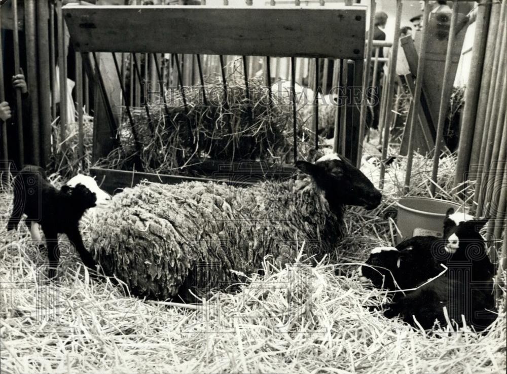 1977 Press Photo A Gascon Ewe and Babies at the International Agriculture Show - Historic Images