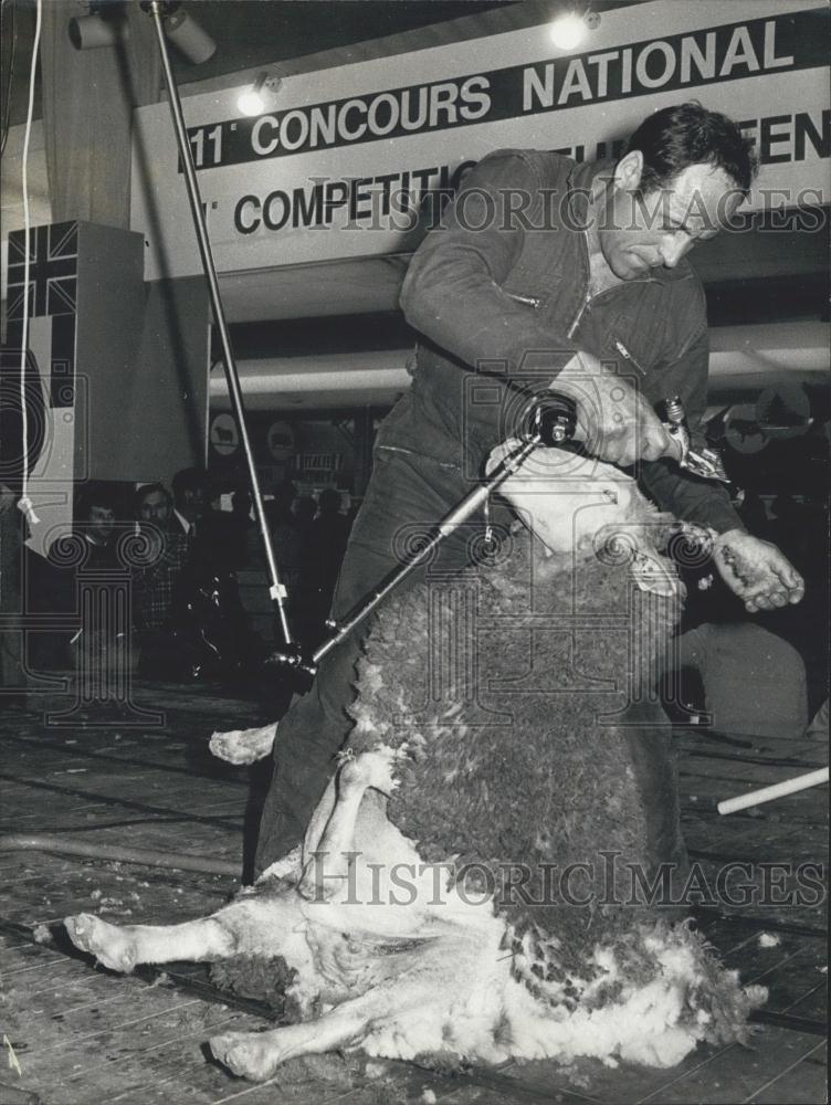 1975 Press Photo Sheep Shearing Contest Champion Guy Nabon - Historic Images