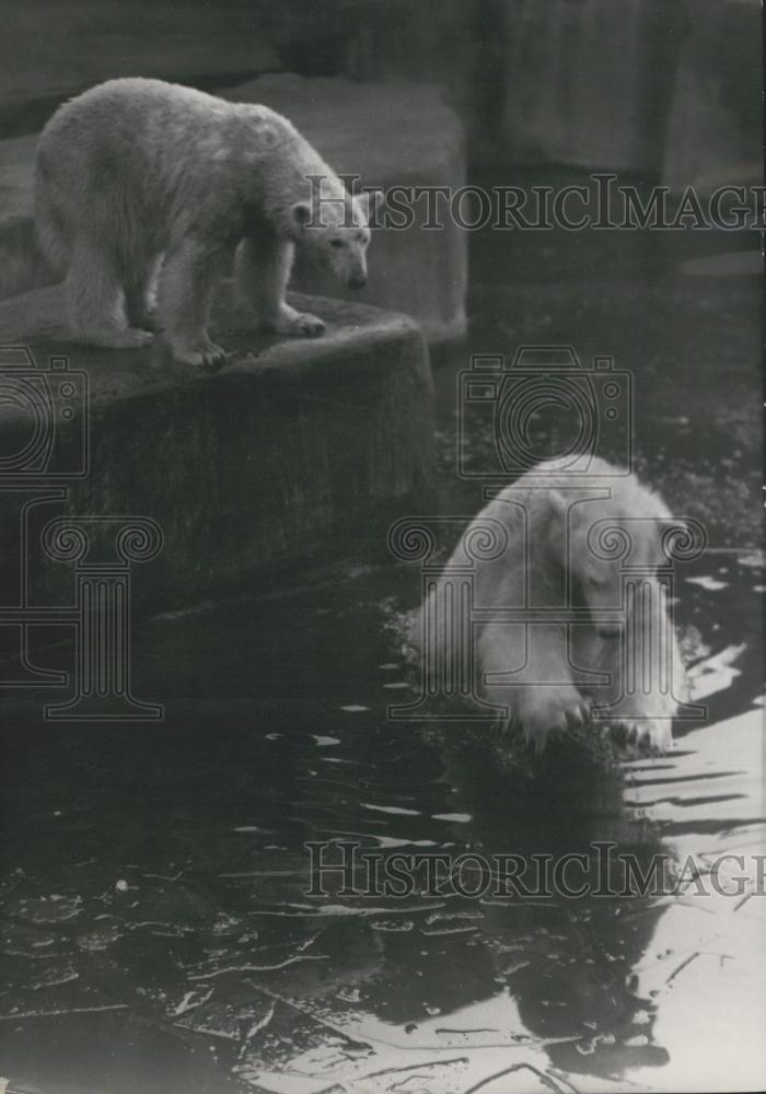 Press Photo Polar Bears Play in Glacial Water - Historic Images