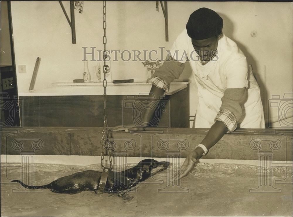 Press Photo L&#39;Institut de Bio Ergonynamie Canine, La Directrice Dominique Feix - Historic Images