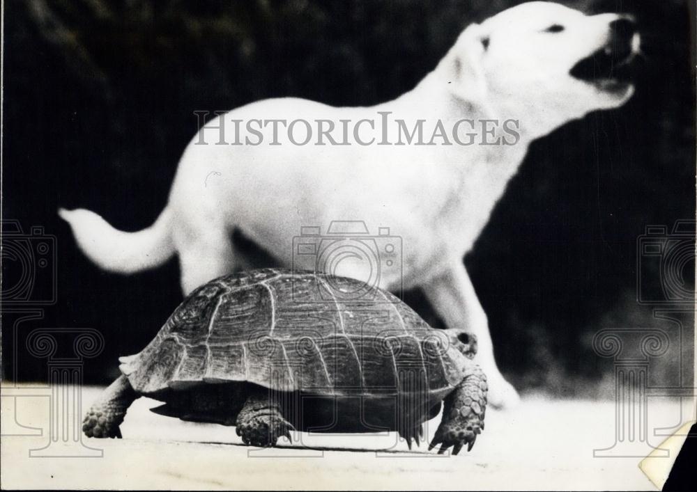 1980 Press Photo A Tortoise and Dog at the Mangyshlak Peninsula in Kazakhstan - Historic Images