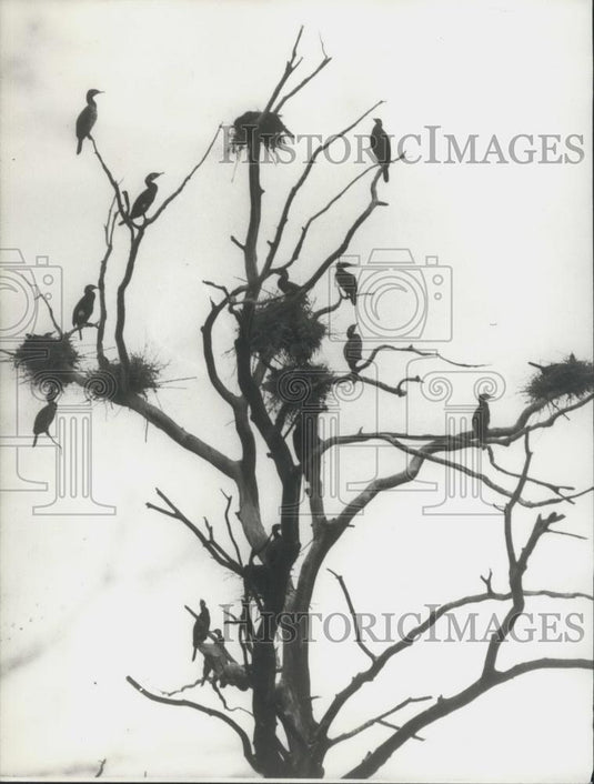 1976 Press Photo Cormorans in Niederdorf Near the Baltic - Historic Images