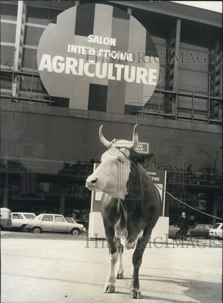 1978 Press Photo First Cow Arrives at International Agriculture Show in Paris - Historic Images