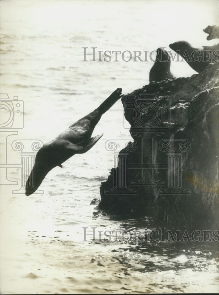 1971 Press Photo Sea Lions Diving Off Rock Into Ocean - Historic Images