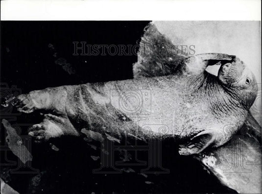 Press Photo Walrus at Marine Land in California - Historic Images