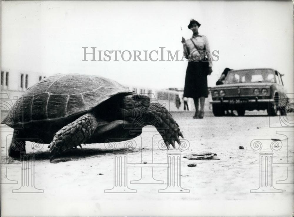 1980 Press Photo Turtle Crossing Road Stops Traffic - Historic Images