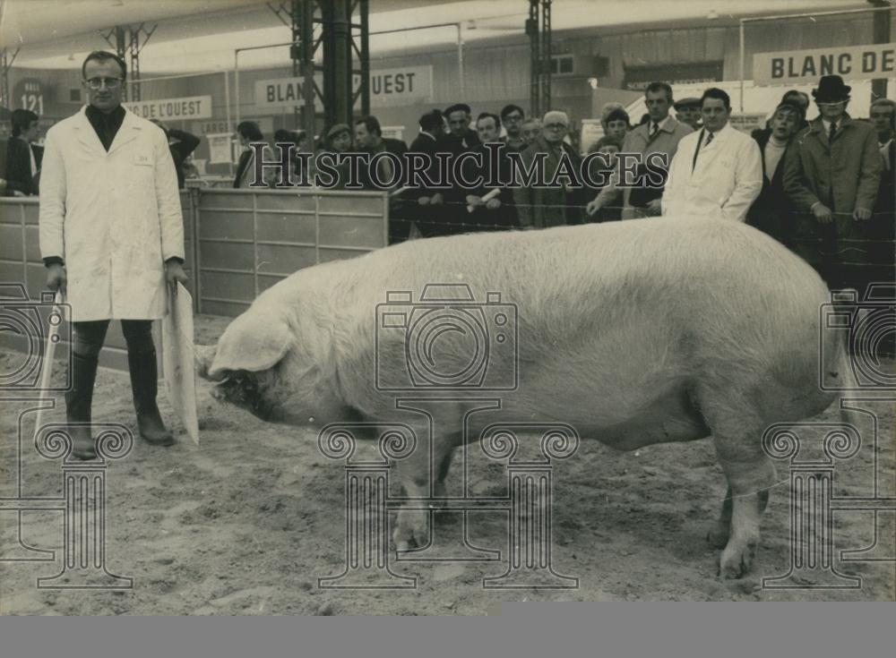 1971 Press Photo Prize Winning Pig at Agriculture Show - Historic Images