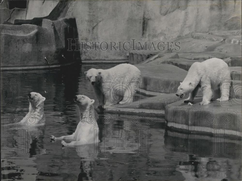 1970 Press Photo Polar Bears at Vincennes Zoo, Paris - Historic Images