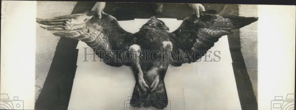 1973 Press Photo Royal Eagle Shot to Death in Corsica - Historic Images