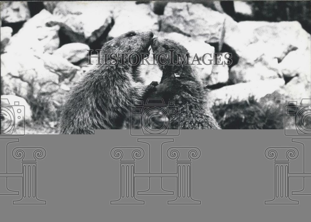 1967 Press Photo Two Marmots Kiss Each Others&#39; Noses - Historic Images