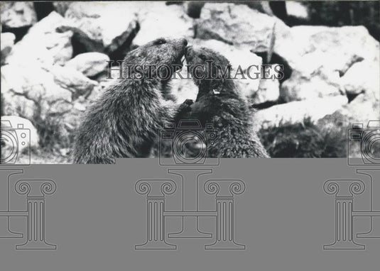 1967 Press Photo Two Marmots Kiss Each Others' Noses - Historic Images