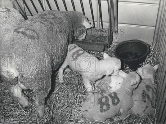1975 Press Photo A Family of Sheep at the Agriculture Show in Paris - Historic Images