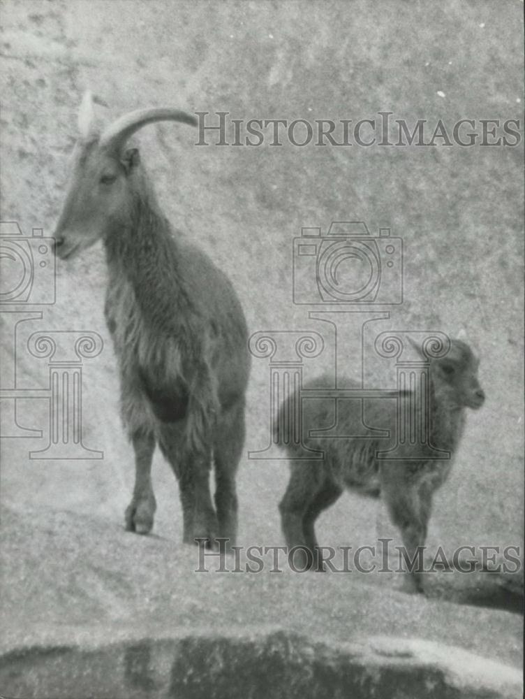 1962 Press Photo Mountain Goats at the Vincennes Zoo - Historic Images