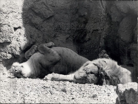 1963 Press Photo Lion and Lioness Asleep in the Heat - Historic Images