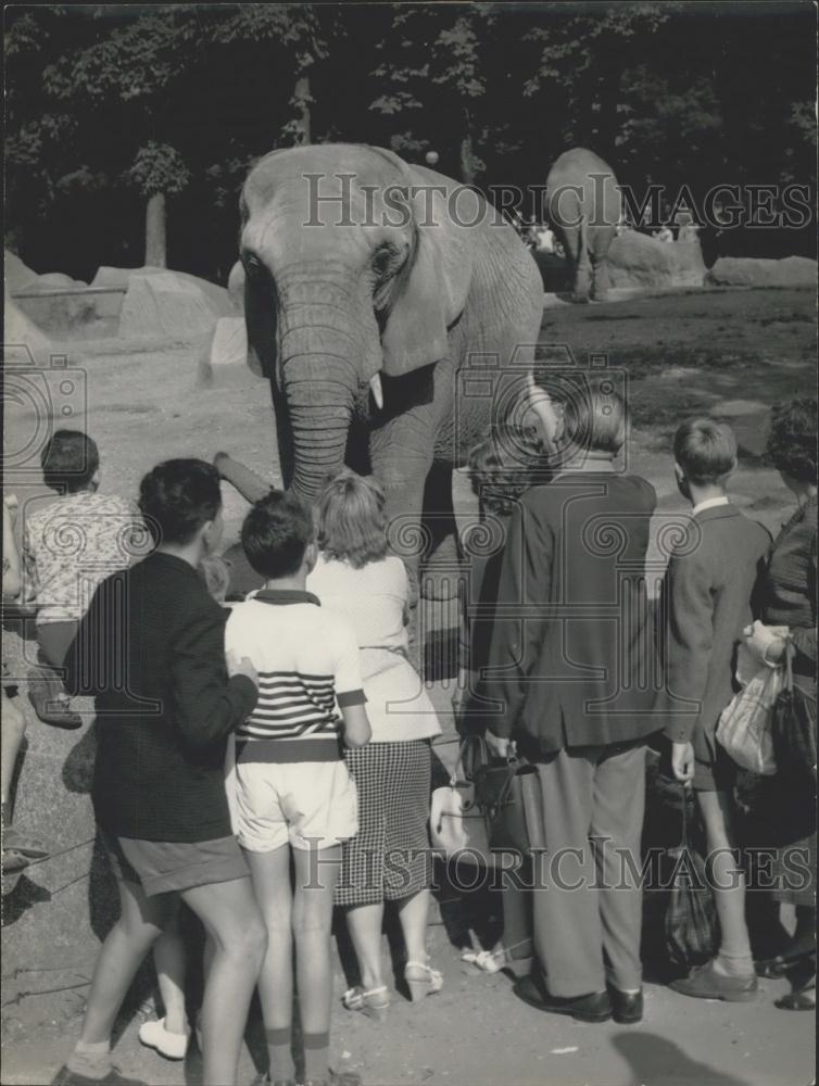 1958 Press Photo Elephant Eats Woman&#39;s Purse - Historic Images