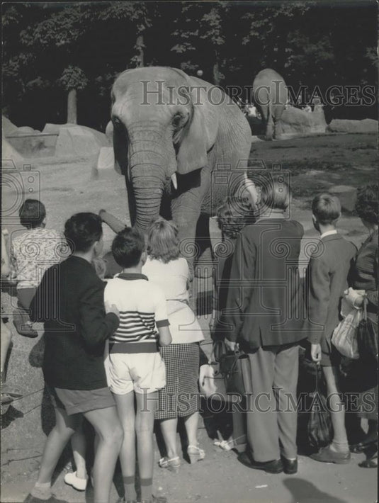 1958 Press Photo Elephant Eats Woman's Purse - Historic Images