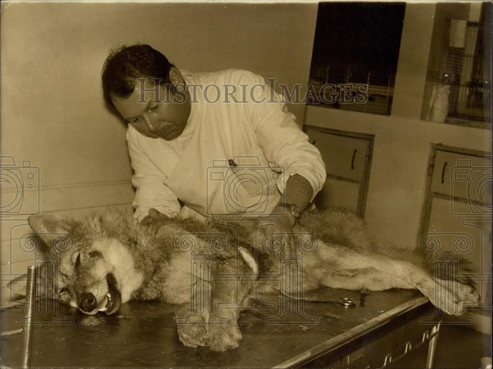 1973 Press Photo A Wolf Captured in Paris with Rescue Veterinarian Guilleret - Historic Images