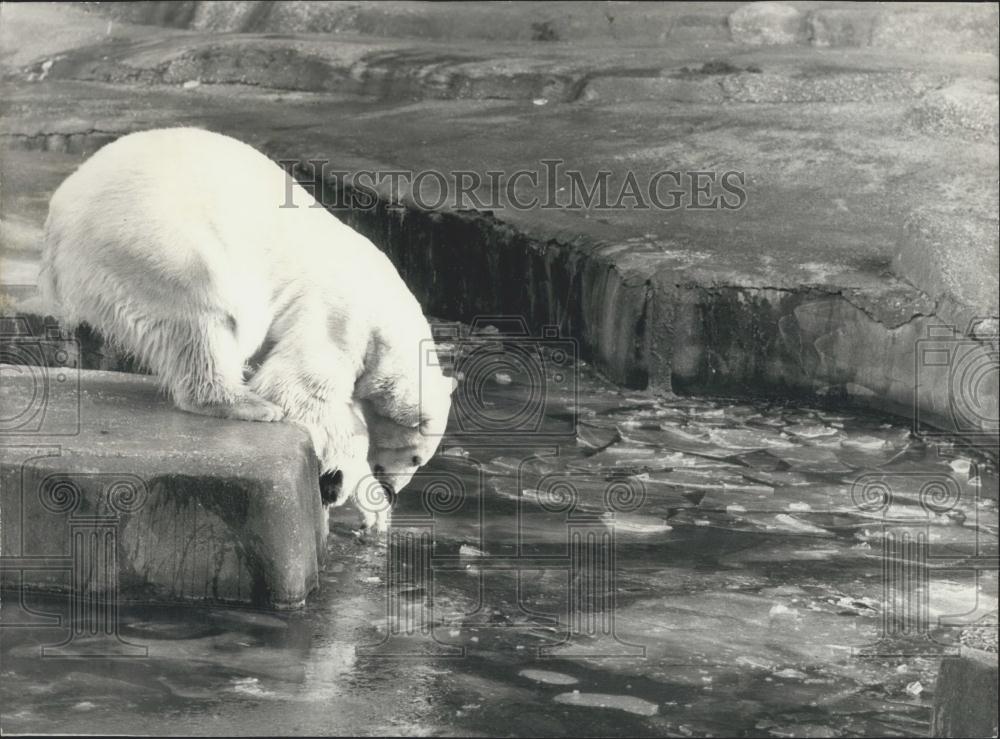 1980 Press Photo Polar Bear Bathes at Vincennes Zoo - Historic Images