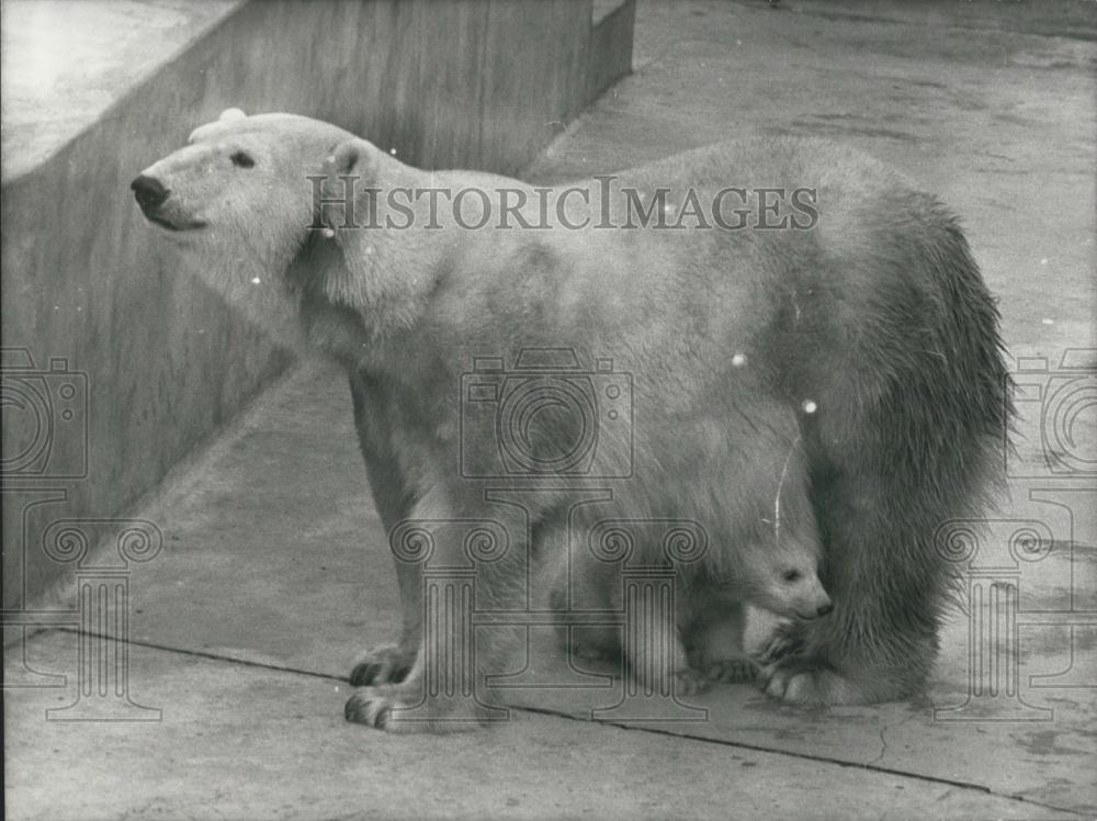 1975 Press Photo Polar Bears - Historic Images