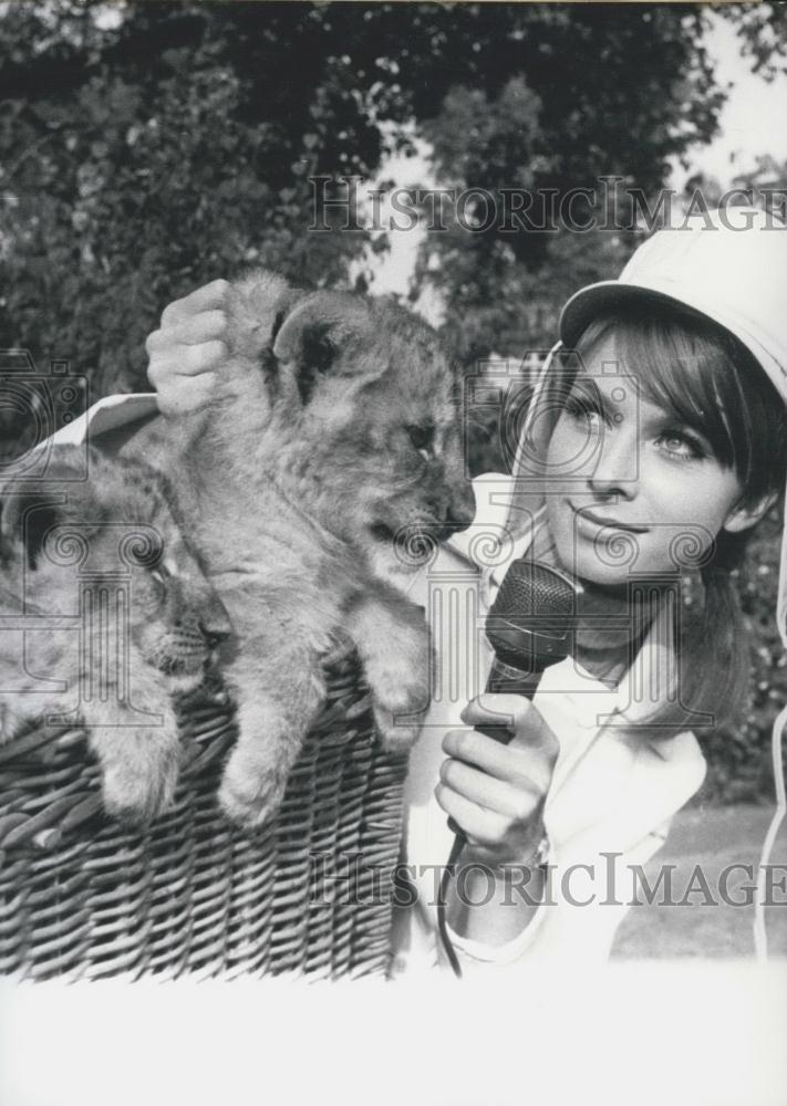 1966 Press Photo German Model Heidi and Lions. - Historic Images