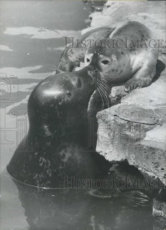 1968 Press Photo A sealion and her baby - Historic Images