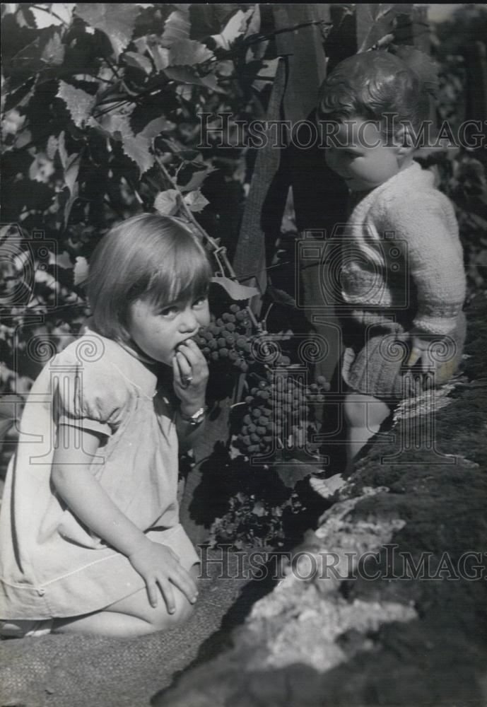 1957 Press Photo Children in a Vineyard Before the Montmartre Grape Festival - Historic Images