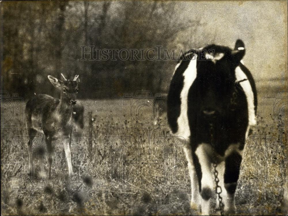 1972 Press Photo A Doe and Cow in a Pasture in Dordogne - Historic Images