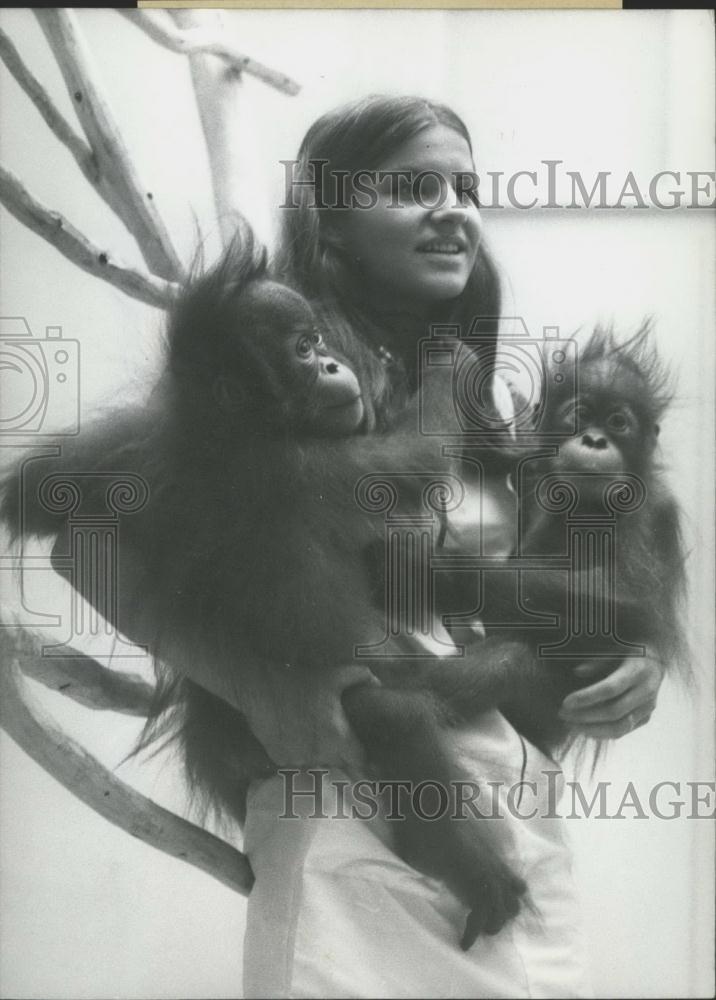 1969 Press Orangutan Twins in Hellabrunn Zoo. - Historic Images