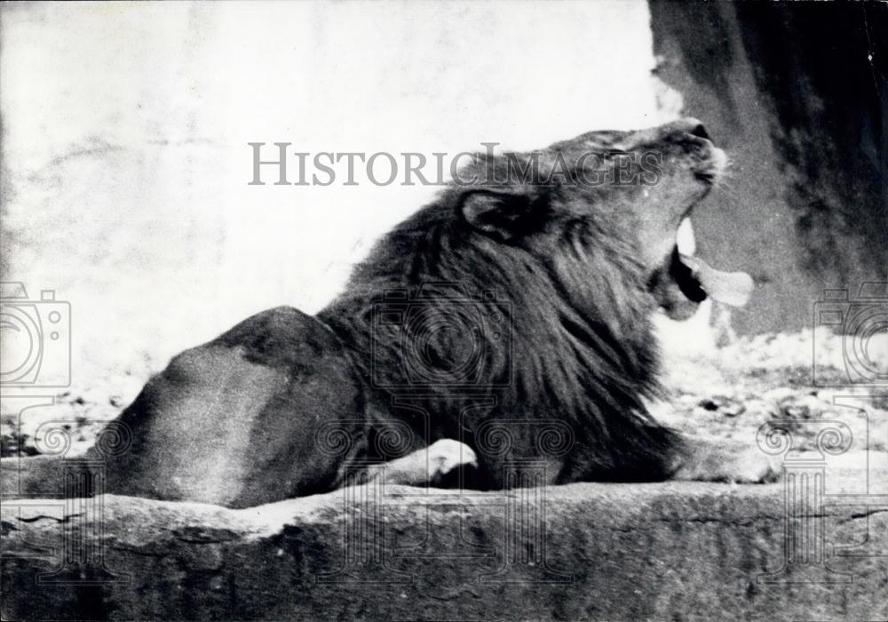 1961 Press Photo Lion Yawning at a Zoo in France - Historic Images