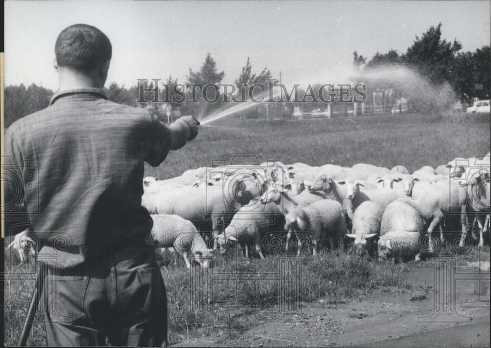 1968 Press Photo Sheep, Livestock - Historic Images