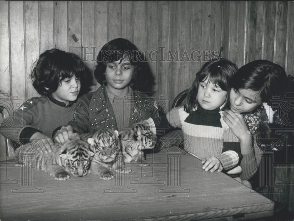 1972 Press Photo Joseph, Sampion, Regina, and Odette Play with Baby Tigers - Historic Images