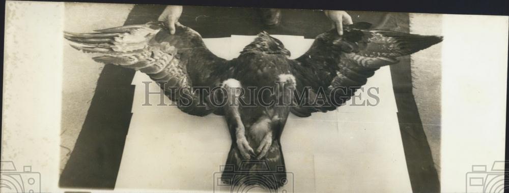 1973 Press Photo Royal Eagle Cadaver - Historic Images