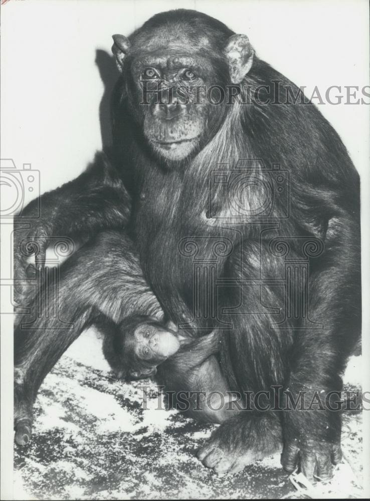 1979 Press Photo &quot;Trunte&quot; Mother Chimpanzee &amp; Baby &quot;Fifi&quot; - Historic Images